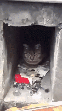 Вам не нужна безналичная оплата, если вы кот