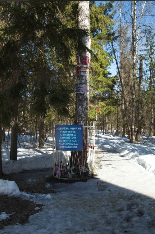 Одна из 14-ти берёз, которыу срубил при падении УТИ МиГ-15