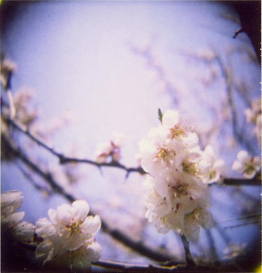 Holgaroid, Polaroid 89, просроченная. Автор: miwas (Flickr)