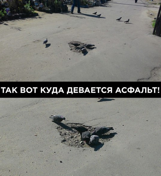 Даже голуби опасны