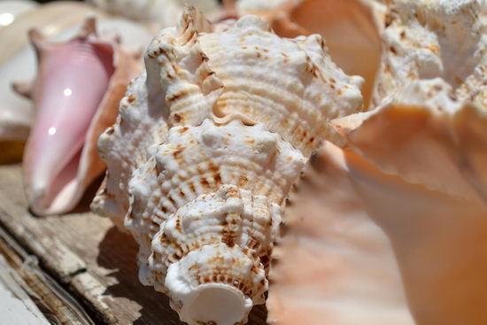 Тестовый снимок Nikon D3100 - 1/800 c, F/8, 42 мм, ISO 100