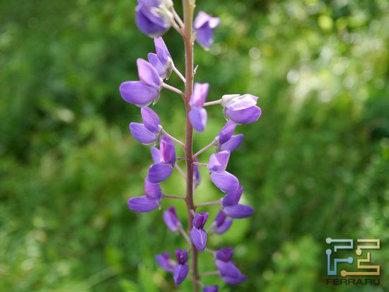 ISO 160, 14 мм, f/2.5, 1/400 с