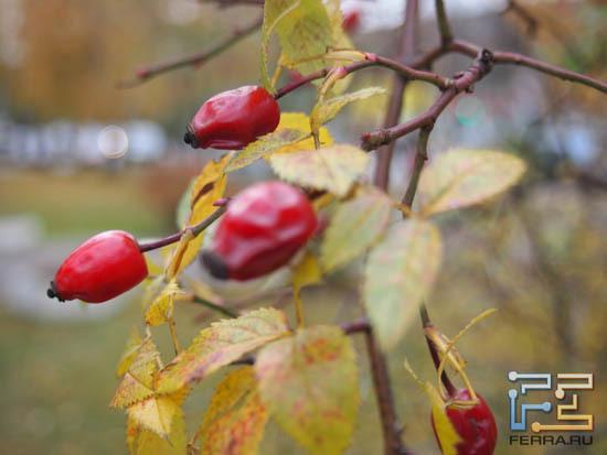 F/4,5, 1/60 c, ISO 250 54 мм