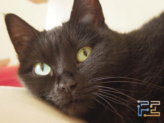 ISO 250, 47 мм, F/1.9, 1/20 c