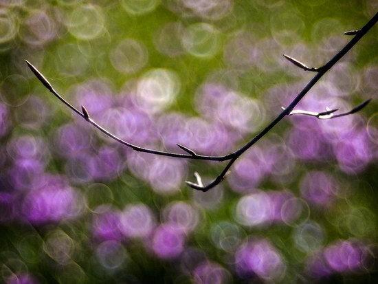 Пример красивого боке