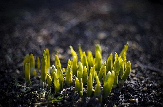 Еще один пример красивого боке