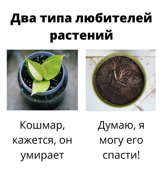 Микрозелень с видом на звёзды: как в МГУ строят космический зелёный уголок