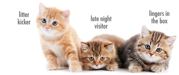 Балбес, Трус и Бывалый. Taito проливает свет на личную жизнь кошек