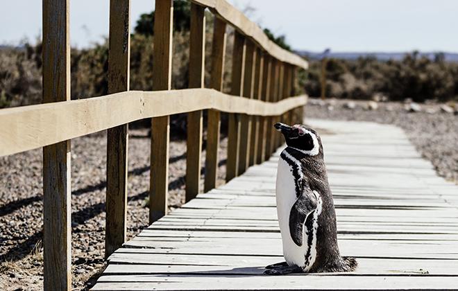 7 приложений для новичка в Linux