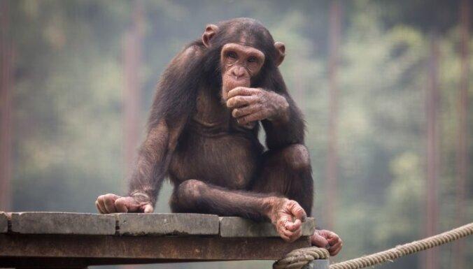 Термин "Оспа обезьян" сочли нетолерантным. ВОЗ попросили изменить его