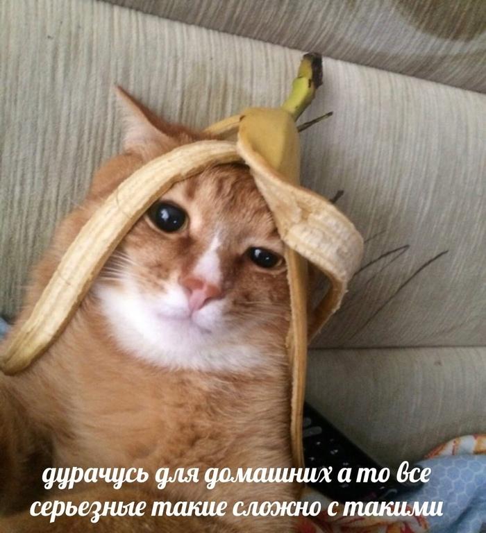 Кот делает это для Вас!