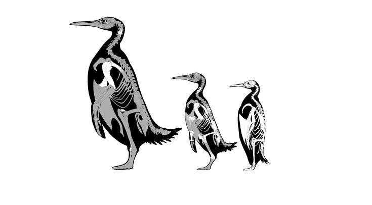 K. fordeycei, P. stonehousei и императорский пингвин соответственно в сравнении