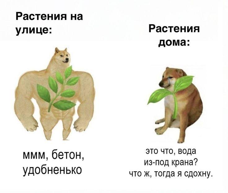 Микрозелень с видом на звёзды: как в МГУ строят космический зелёный уголок