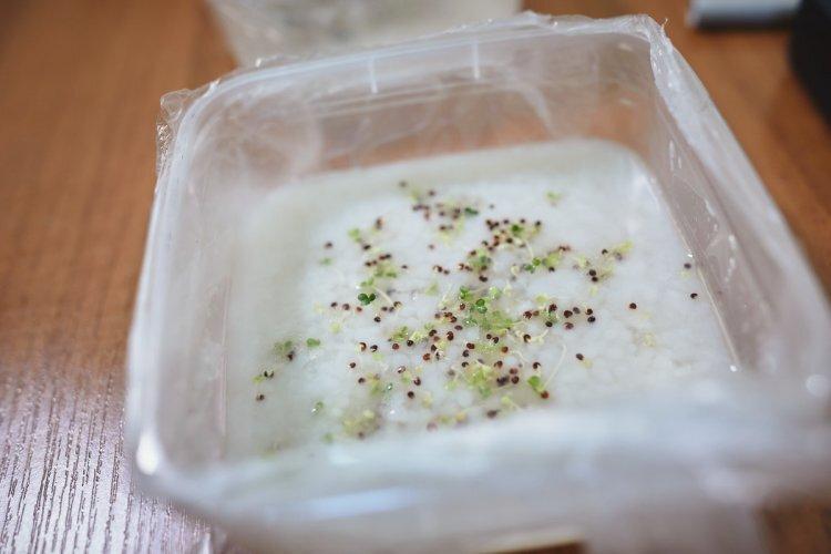 Контейнеры с микрозеленью на субстрате из тапиоки