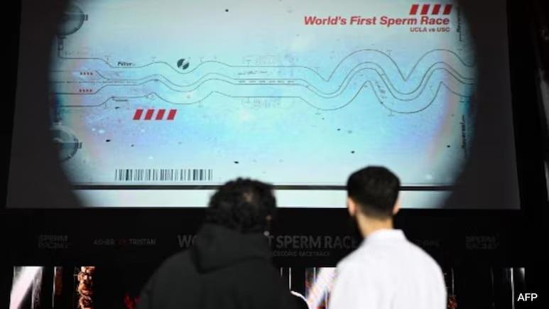 В США прошла гонка сперматозоидов