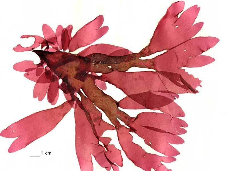 В России открыли новые виды пригодных в пищу водорослей