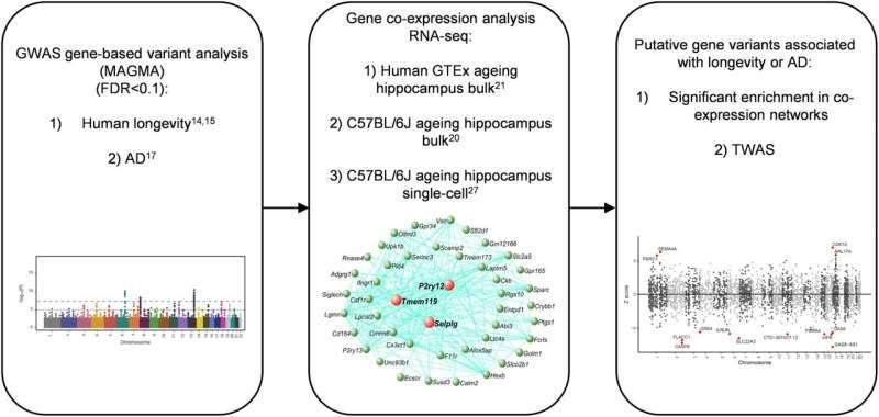 Исследование выявило гены, влияющие на старение и риск Альцгеймера