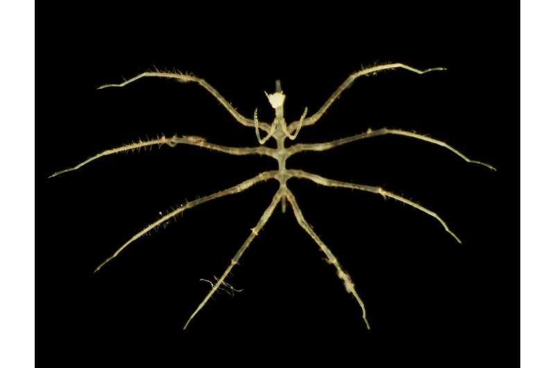 Во время добычи металлов случайно нашлись новые глубоководные виды животных