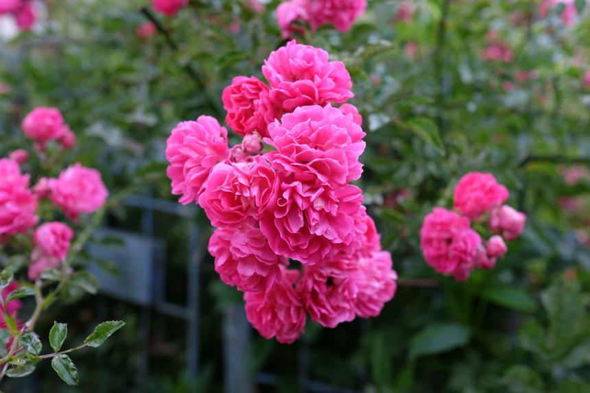 Fujifilm X-T10, ISO 200, 23 мм, F4.0, 1/80 с