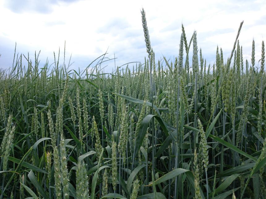 Пример съемки основной камерой Sony Xperia Z3+