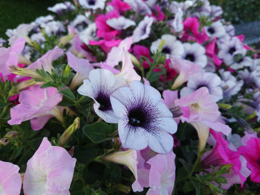 Пример съемки основной камерой Sony Xperia Z3+