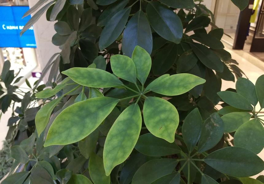 Пример съемки основной камерой HTC One M9