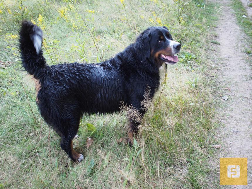 Olympus PEN E-P5, ISO 200, 17 мм F1.8, 1/400 c