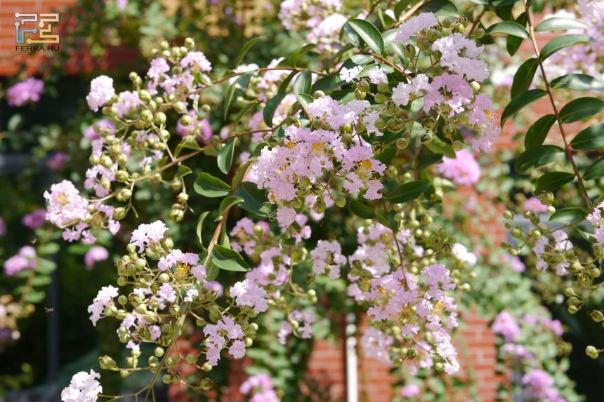 Panasonic Lumix G5, 25 мм, ISO 400, f/3.5, 1/1600 c