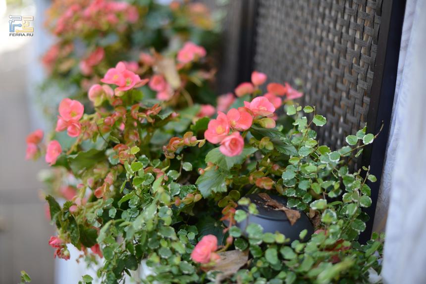 Nikon D600, 50 мм, ISO 640, f/2.0, 1/1000 c