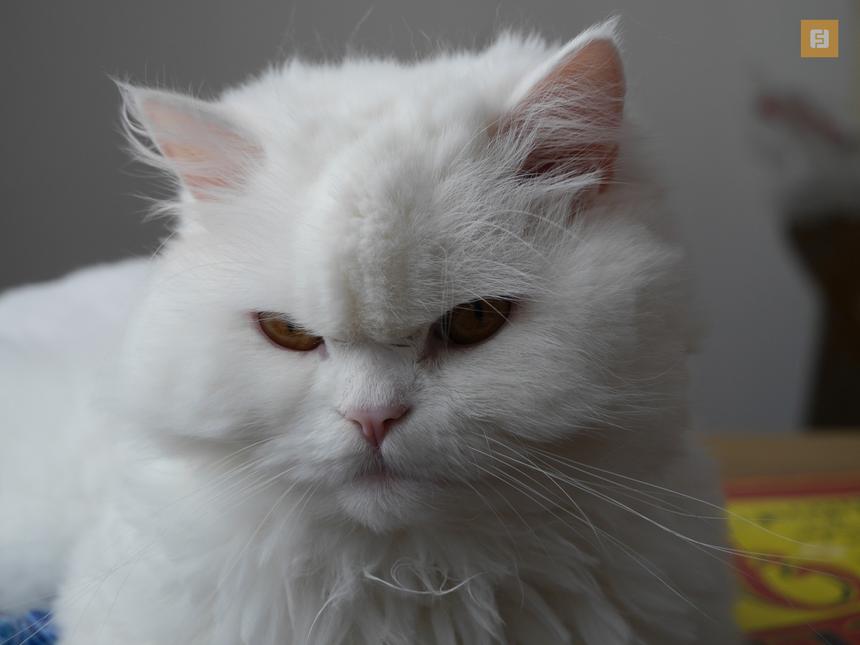 Panasonic Lumix G6, ISO 250, 74 мм F4.6, 1/80 c