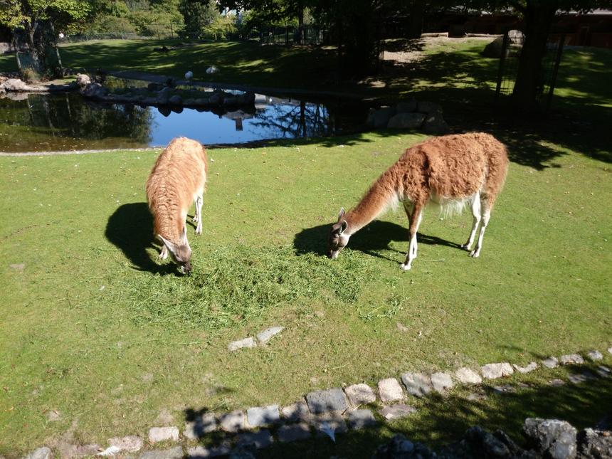 Тестовые снимки, снятые камерой смартфона Sony Xperia Z1