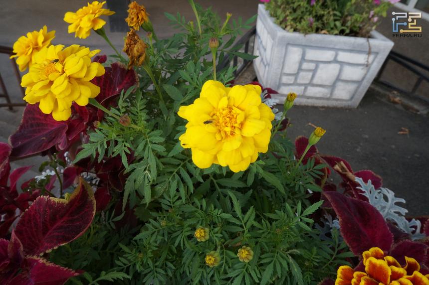 Sony NEX-F3, 16 мм, ISO 800, f/11, 1/60 c