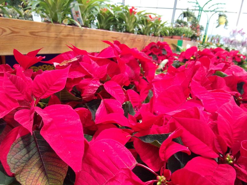 Пример фото со встроенной камеры Meizu MX3