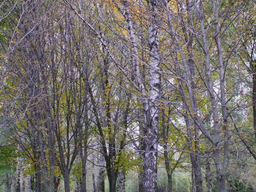 Panasonic Lumix GX7, ISO 800, 70 мм F5.6, 1/80 c