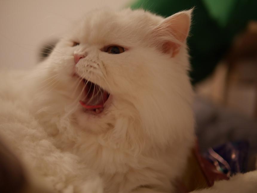 Panasonic Lumix GX7, ISO 500, 50 мм F1.4, 1/60 c