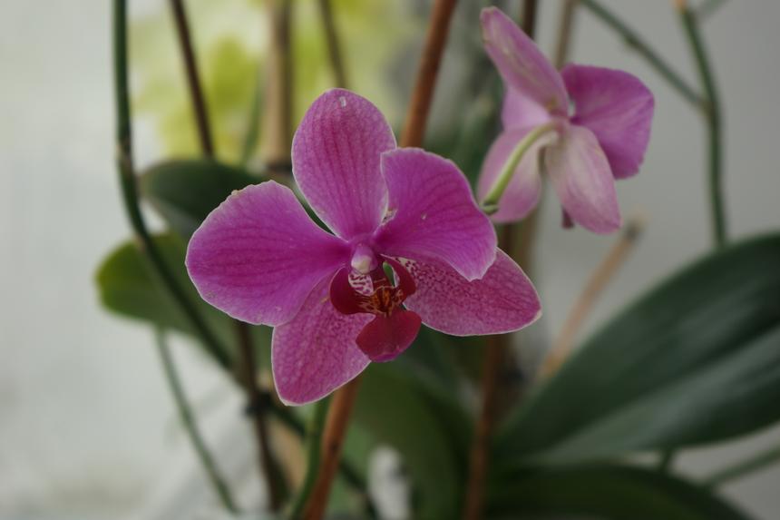 Sony Alpha A7, ISO 250, 70 мм, f/5.6, 1/80 c