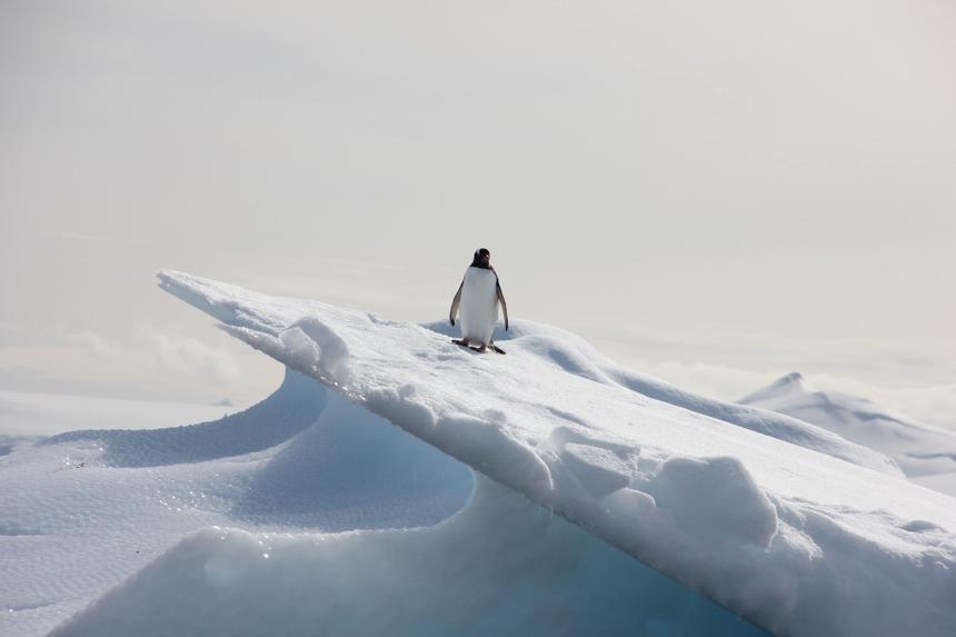 Ученые показали, как выглядел тяжелейший в истории 155-килограммовый пингвин