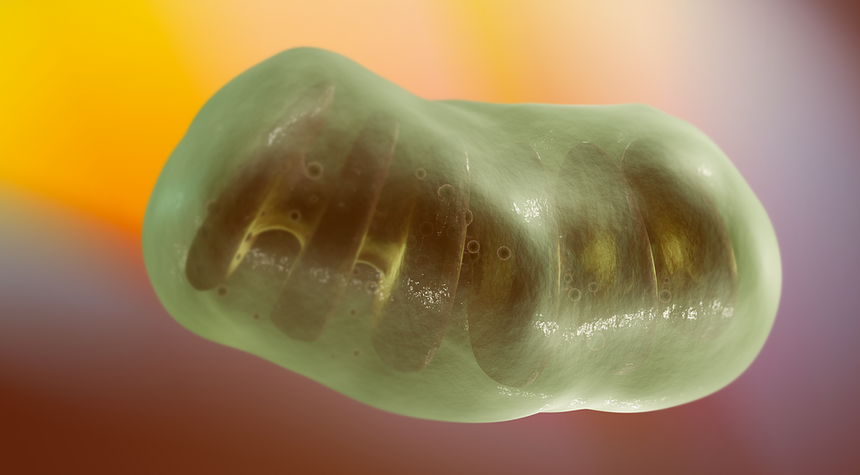 Российские ученые обнаружили, что белок митохондрии не дает стареть почкам