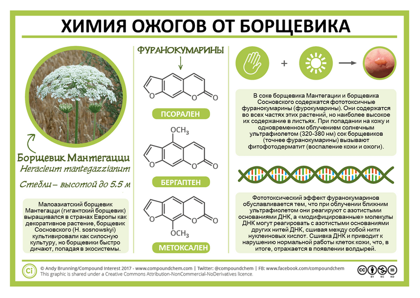Россия бросает на борьбу с сорняком боевых роботов