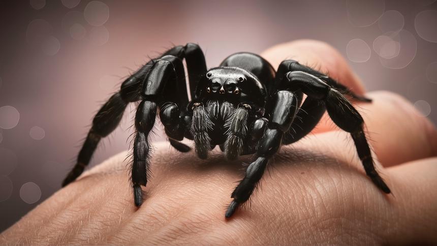 Ученые испытали человеческие антитела для борьбы с ядом черной вдовы