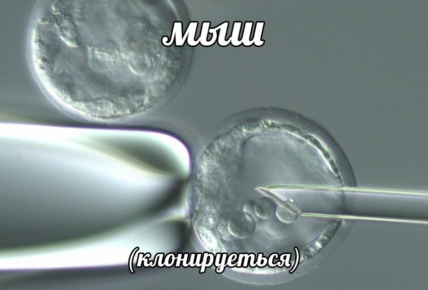 Заморозь меня полностью: новая надежда на вечную жизнь?