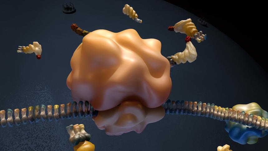 Рибосома в процессе работы