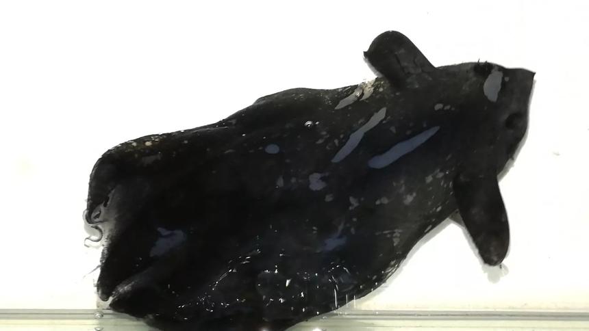 В Южно-Китайском море обнаружили неизвестный вид кальмаров-вампиров