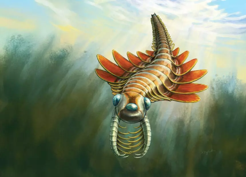 Палеонтологи нашли древнего хищника с тремя глазами возрастом 506 миллионов лет