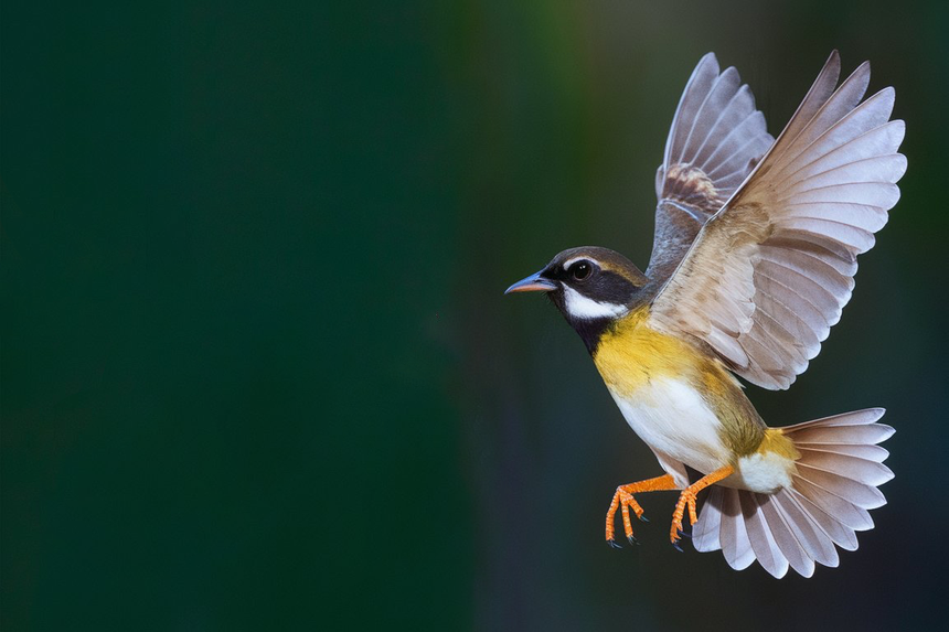 Учёные изучили регулярное употребление алкоголя среди птиц