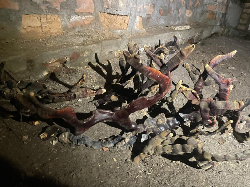 В Ленобласти в подвале дома появился гриб-мутант