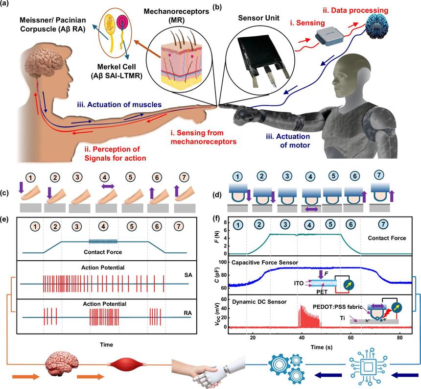 Ученые создали ткань, придающую роботам чувствительность кожи