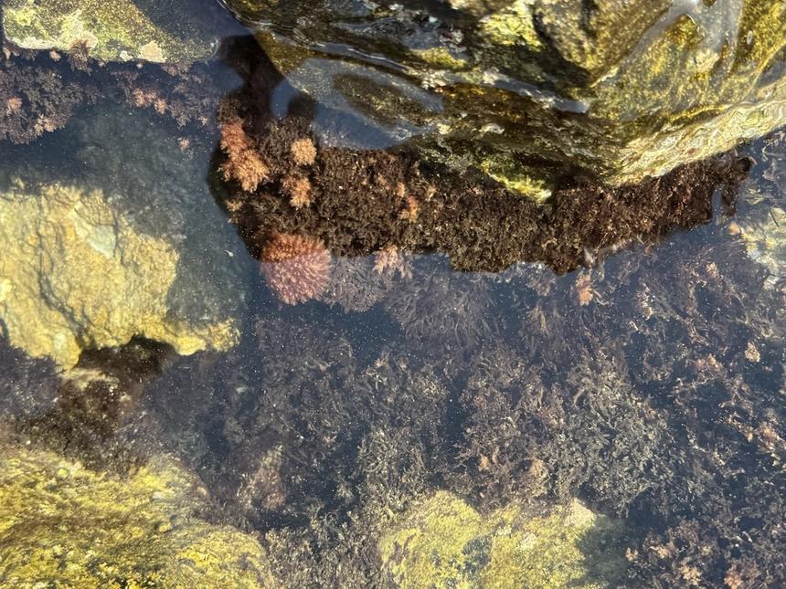 В море возле Анапы в 2 раза снизилось содержание нефтепродуктов