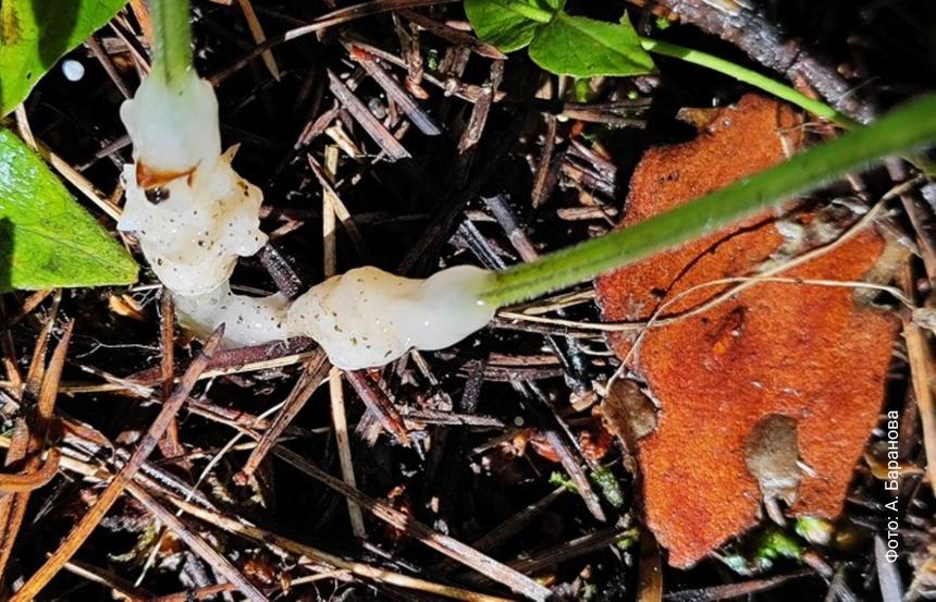 В Томской области впервые описали редкий «желейный» гриб