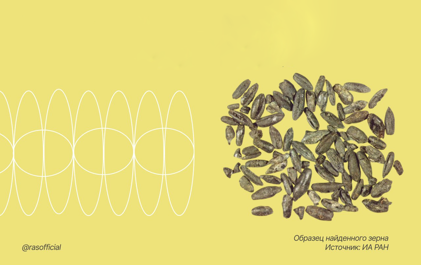 Изучено крупное скопление горелого зерна 15−16 веков из новгородского кремля